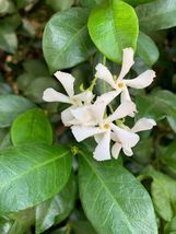 (7) 10&quot; Cuttings Jasminoides Trachelospermum Star Jasmine White Fragrant - £20.75 GBP