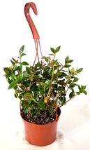 Goldfish Plant - 6 Hanging Basket - Blooms Constantly Gift  #NR - $54.99