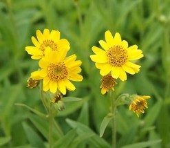 OKB 40 Leafy Leopards Bane Seeds - Arnica Chamissonis - Apothecary Garde... - £10.25 GBP