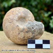 Vascoceras Tectiformis Fossil Ammonite - Lower Turonian, Cretaceous | Gombe, - £13.54 GBP