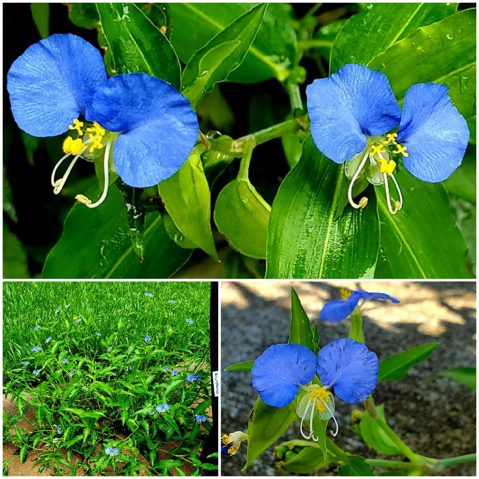 Spiderwort Day Lily Plant 10 Fresh Cuttings, Wandering Jew Blue - $38.86 CAD