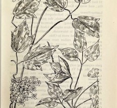 1905 Virgin&#39;s Bower Flower Print Pen &amp; Ink Lithograph Antique Art 6.75 x 3.75&quot; - £13.68 GBP
