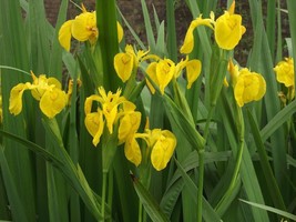 10 Seeds Non GMO - Majestic Yellow Flag Iris - Pond Side Iris Psuedocorus - $7.99