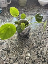 Chinese PAN CAKE Plant Easy Grower☘️ - $2.99