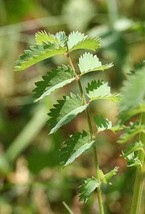 Sale 500 Seeds Salad Burnet Sanguisorba Minor Edible Greens Vegetable Herb Flowe - £7.81 GBP