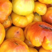 Big Rainbow Tomato Seeds Organic US Fast Shipping - $1.98