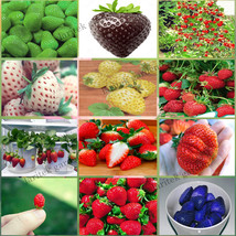 12 Packs Different Strawberry Seeds (Green, White, Black, Red, Blue, Gia... - $11.37