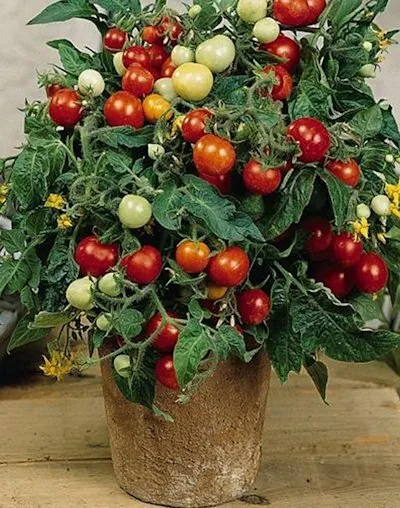 Tomato seeds Linda Organic vegetable Heirloom seeds indoor, Super fast-ripe. - £11.58 GBP