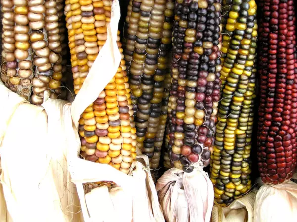 Corn Indian Ornamental Large 30 Seeds Fresh Garden USA Shipping - $11.98