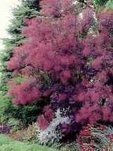 US Seller Royal Purple Smokebush Tree Live Plant 1 Qt Fresh Garden - $48.98