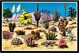 Vtg Postcard Cacti and Desert Flora of the Great Southwest Unposted Continental - £5.23 GBP