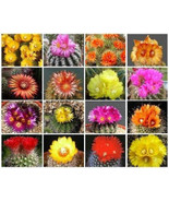 Parodia Variety Mix Flowering Cactus Cacti Flower Notocactus Seed 2000 S... - $1,786.26 MXN
