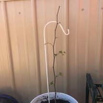 5 Pecan Trees - 6-12" Tall Live Plants, Seedlings - Carya illinoinensis - H0 - $125.99
