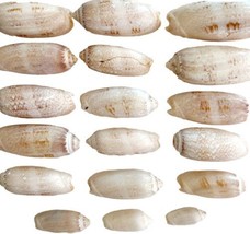 Lettered Olive Shells Lot Of 18 Maine Coast Nautical Collectible Atlanti... - £15.65 GBP