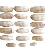 Lettered Olive Shells Lot Of 18 Maine Coast Nautical Collectible Atlanti... - £15.79 GBP