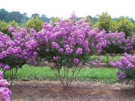 PowerOn 35+ Lilac Crape Myrtle Tree /Shrub /Flower Seeds / Drought Toler... - £5.84 GBP