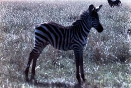 3 Kodachrome 35mm Slides Masai Mara Game Preserve Serengeti Kenya Africa... - £9.73 GBP