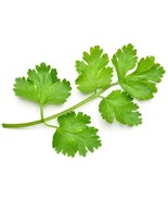 500 Cilantro Seeds to Grow Your Own Herbs - $11.67