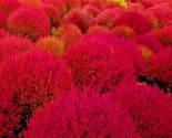 Creeping Thyme Scarlet Ground Cover Perennial Red  Non-Gmo 1000 Pure See... - $6.58