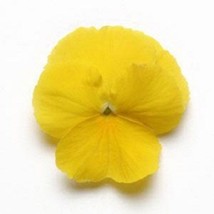 15 Pansy Cool Wave Yellow Hanging Pansy Fresh Seeds USA Seller - £12.35 GBP