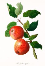 The Garter Apple - 1811 - Fruit Illustration Poster - £26.09 GBP