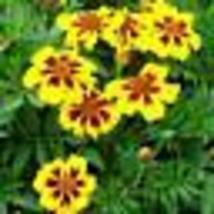 200 Seeds! French Marigold Dwarf Dainty Marietta Short Beneficial Flower Non-GMO - £9.43 GBP
