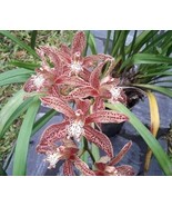 Cymbidium tracyanum Fragrant Bloom Size - Orchid Species - £59.57 GBP