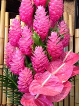 Hawaiian Pink Ginger Plant Roots 5 Packs - $89.88