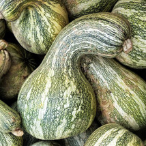 TKBONStore 45 Cushaw Green Striped Pumpkin Seeds - £6.47 GBP