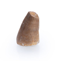 Prehistoric Mosasaur Tooth - $13.90