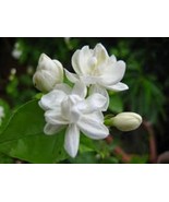 Premium Dried Jasmine Flowers Relaxing Herbal Tea, Aromatherapy,100% Nat... - $14.85