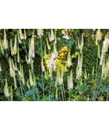 50 Pc Seeds Black Cohosh Plant, Actaea Racemosa Seeds for Planting | RK - £13.14 GBP