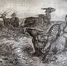 Leopard Attacking Springbok 1890 Woodcut Victorian Stanley In Africa DWAA2B - £31.96 GBP