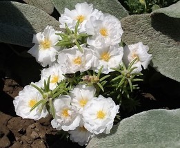 100 White Portulaca Grandiflora Moss Rose Flower Seeds Fresh Seeds USA - £11.52 GBP