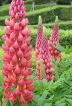 JGBOS Sell 25 Towering Infero Lupine Seeds Flower Perennial Flowers Seeds - $9.00