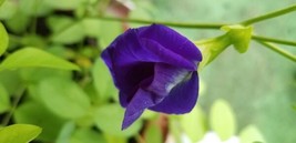 10 Blue Butterfly Pea Seeds Clitoria Ternatea Sangu Pushpam Aparajita Fr... - £9.64 GBP