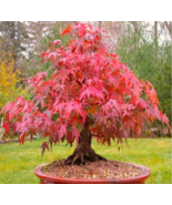 Red Japanese Maple, Acer (Palmatum atropurpureum) 20 Tree Seeds Bonsai - $14.89