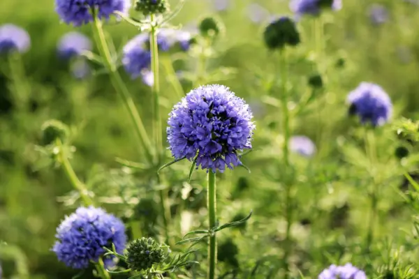 Top Seller 1500 Globe Gilia Bluehead Gilia Capitata Thimble Flower Seeds - $14.60