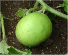 Grow In US 10 Heirloom Tinda Gourd seed Asian Unique Specialty Apple Gourd Squas - £8.98 GBP