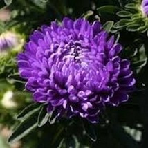 Asterpeony Duchess- Dark Blue- 50 Seeds Fresh Garden Usa Seller - £5.25 GBP