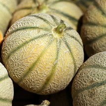 Hearts Of Gold Cantaloupe 20 Seeds Fast Ship Fresh USA SELLER - $16.68