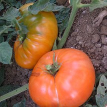 Amana Orange Tomato, 30 Seeds, NON-GMO, Large Beefsteak, Rare, Free Shipping - £1.39 GBP
