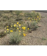 Baileya multiradiata Desert Marigold Wildflower 25 Seeds Beautiful Yello... - $11.66 CAD