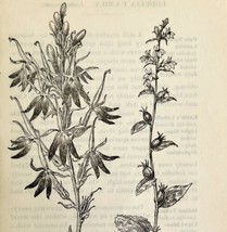 1905 Indian Tobacco Cardinal Flower Print Pen &amp; Ink Lithograph Antique  - £19.57 GBP