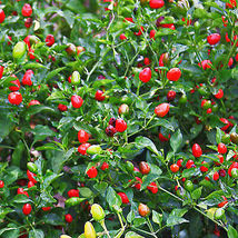 Rj 40 Seeds Chile Pequin,Bird Eye Hot Pepper Seeds - £4.73 GBP