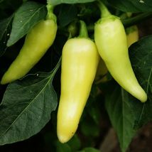 30 Seeds Sweet &amp; Mildly Grande Pepper Habanero Santa Fe Mild Lemon Flavor Hot - £14.20 GBP