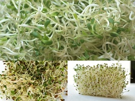 1 OZ=12,500+ Seeds Organic Alfalfa Sprouting A,B,C,E,K,Calcium,Iron,Magnesium - £13.82 GBP