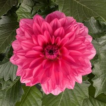 25 Grande Mendoza Dahlia Perennial Flowers Seeds Flowering Bloom Fresh G... - $167.97 MXN