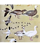 Goose Geese Varieties And Types 1966 Color Bird Art Print Nature ADBN1r - €17,37 EUR