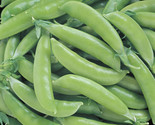 140 Seeds Super Sugar Snap Pea Seeds Fast Shipping - $8.99